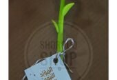 Shorouq Shop